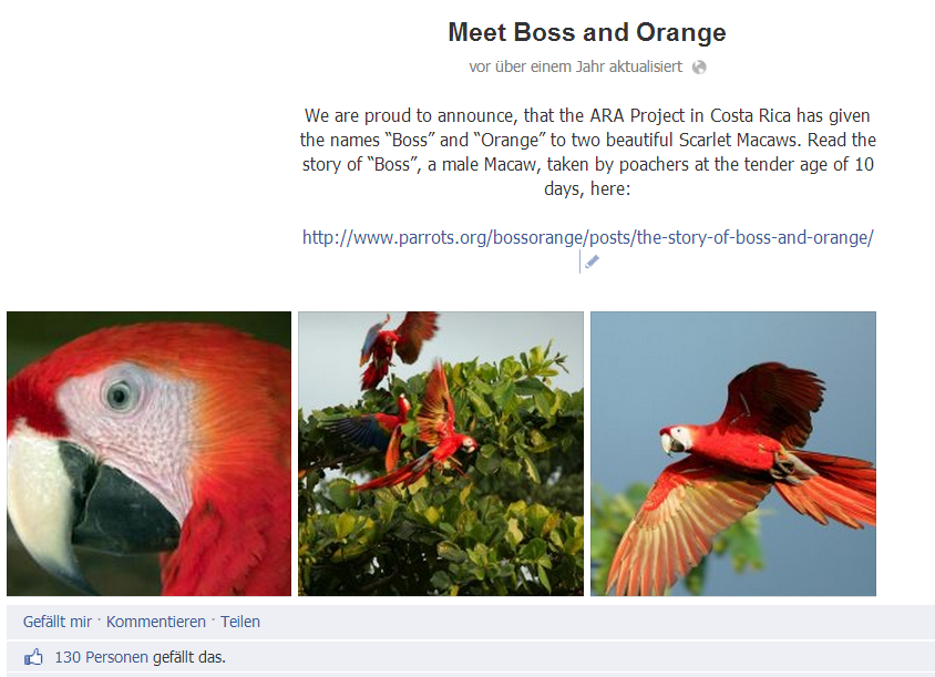 Meet Boss and Orange